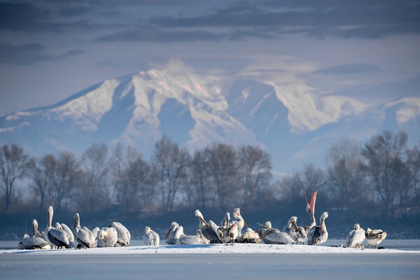 Οι καλύτερες εικόνες του διαγωνισμού Bird Photographer of the Year 2018