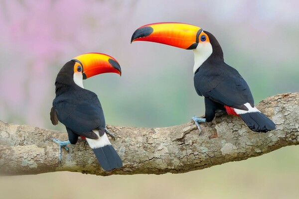 Οι καλύτερες εικόνες του διαγωνισμού Bird Photographer of the Year 2018