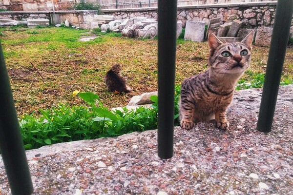 30 νέες φωτογραφίες απ' τα τέλεια ζώα των αναγνωστών μας