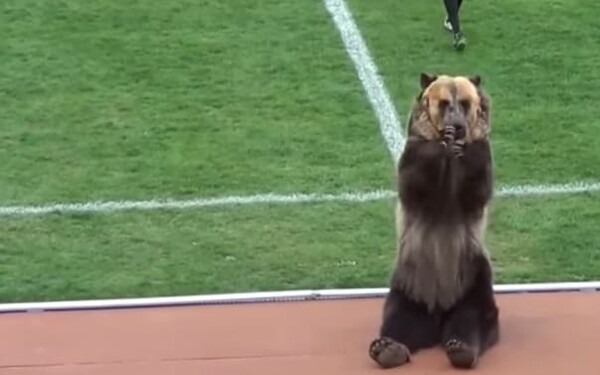 Σόου με αρκούδα σε ποδοσφαιρικό αγώνα της Ρωσίας προκαλεί οργή