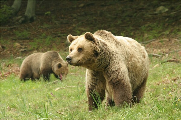 Αυξήθηκε ο πληθυσμός της καφέ αρκούδας στην Ελλάδα - Πρώτη γενετική μελέτη του είδους στη χώρα