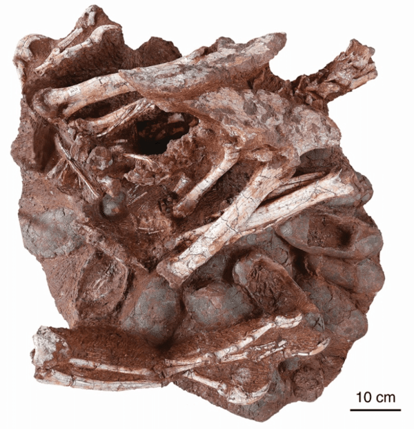 Researchers discover a dinosaur preserved sitting on a nest of eggs with fossilized embryos, a first