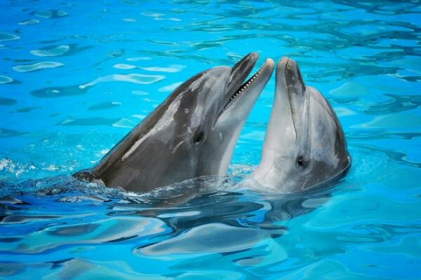 Τα δελφίνια αναγνωρίζουν τον εαυτό τους στον καθρέφτη, νωρίτερα και από τους ανθρώπους