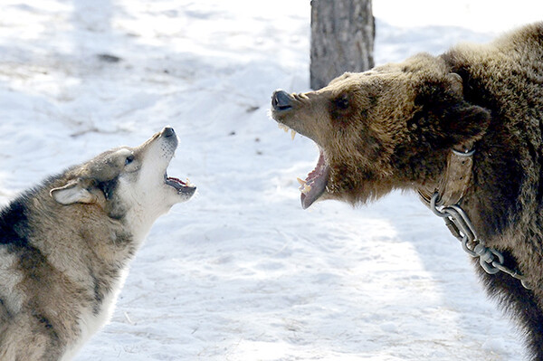 Σοκαριστικά ντοκουμέντα από τη Ρωσία: Βάζουν σκυλιά να επιτεθούν σε αλυσοδεμένες αρκούδες και φιμωμένες αλεπούδες