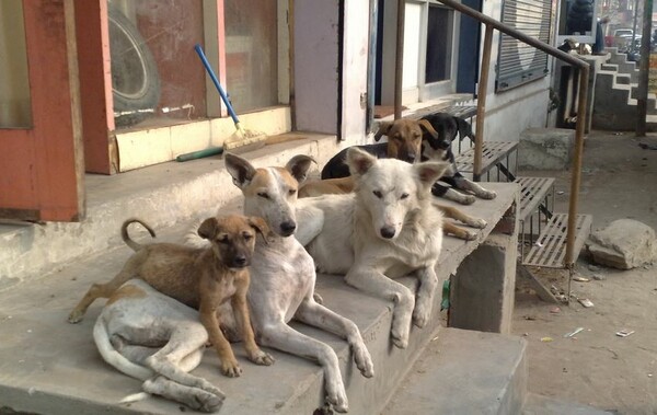 Η κυβέρνηση πήρε πίσω την τροπολογία ντροπή για τα αδέσποτα σκυλιά - Οργή από τις φιλοζωικές