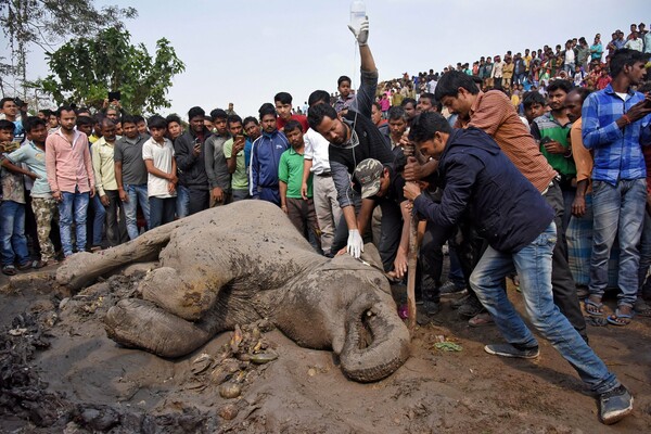 Τρένο στην Ινδία έπεσε πάνω σε αγέλη ελεφάντων και σκότωσε πέντε από αυτούς