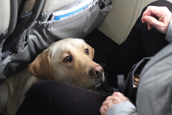 Η Βικτώρια φοβάται τα αεροπλάνα γι' αυτό πετάει πάντα μαζί με το σκύλο της