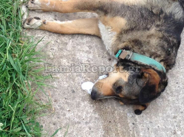 Μαζική δολοφονία αδέσποτων με φόλες στη Λαμία - Σκληρές εικόνες