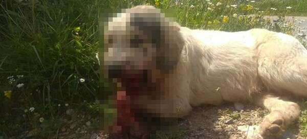 Από τροχαίο και όχι από κροτίδες τραυματίστηκε ο σκύλος στην Καλαμάτα