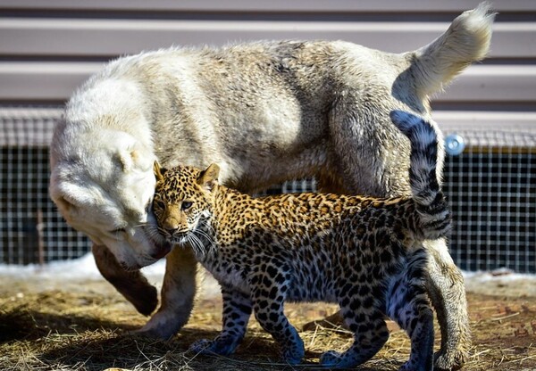 Αυτή η μικρή λεοπάρδαλη μεγαλώνει με σκυλιά για να γλιτώσει από το δολοφονικό ένστικτο της μητέρα της