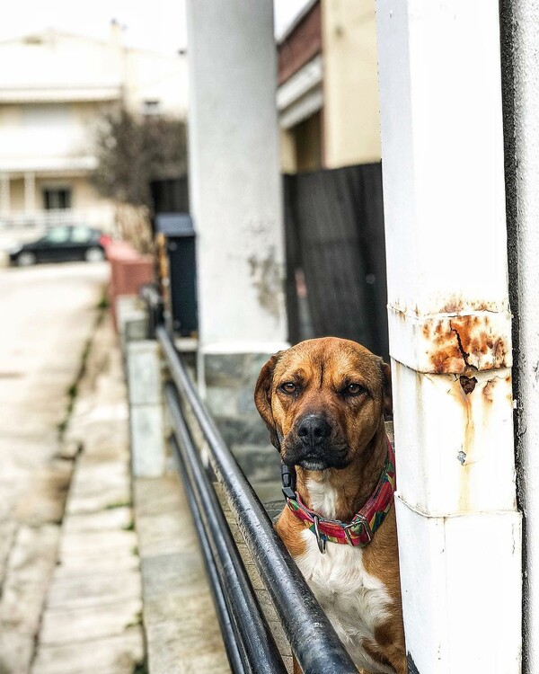 30 νέες φωτογραφίες απ' τα τέλεια ζώα των αναγνωστών μας