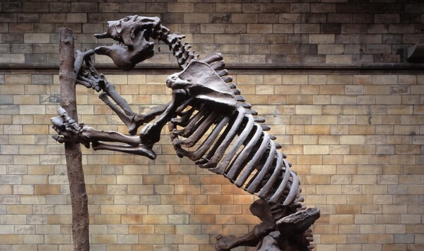 Τα ιστορικά απολιθώματα που ανακάλυψε ο Δαρβίνος ανεβαίνουν με κάθε λεπτομέρεια στο Διαδίκτυο