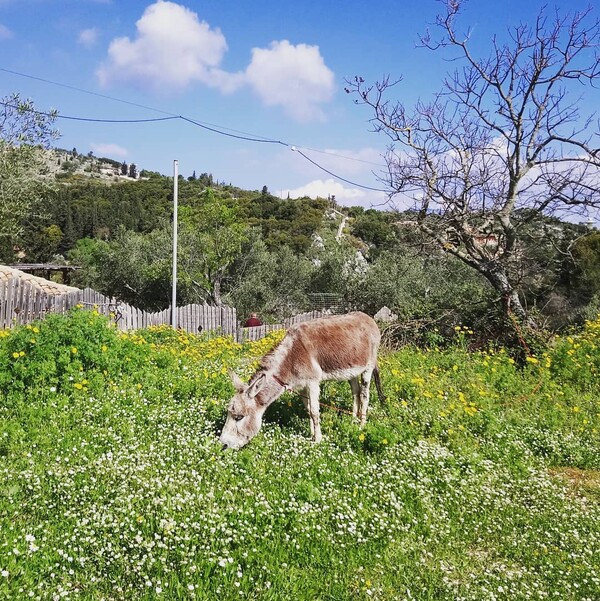 30 νέες φωτογραφίες απ' τα τέλεια ζώα των αναγνωστών μας