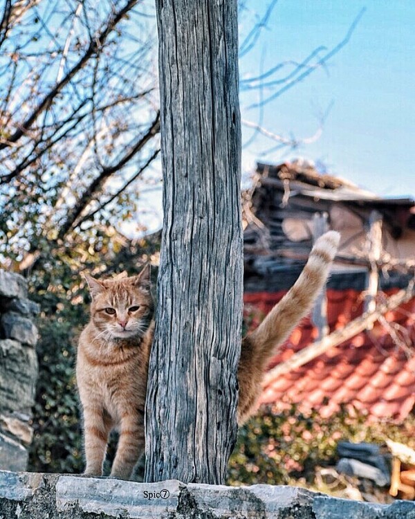 30 νέες φωτογραφίες απ' τα τέλεια ζώα των αναγνωστών μας