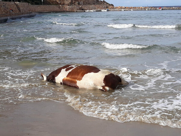 Αγελάδες και ταύροι ξεβράζονται εδώ και μέρες σε νησιά των Κυκλάδων