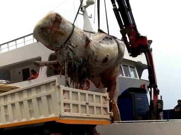 30 κιλά πλαστικού στο στομάχι της φάλαινας που ξεβράστηκε στη Σαντορίνη