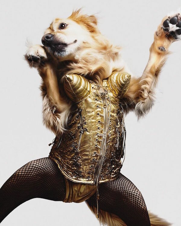 Οι εμβληματικότερες πόζες της Madonna, έτσι όπως ερμηνεύονται από ένα 6χρονο σκύλο