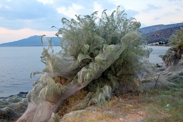 Πώς δημιουργήθηκε το τεράστιο πέπλο ιστού αράχνης στο Αιτωλικό