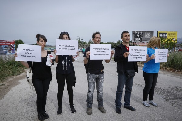 «Δελφίνια μόνο στους ωκεανούς» - Διαμαρτυρία στο Αττικό Ζωολογικό Πάρκο