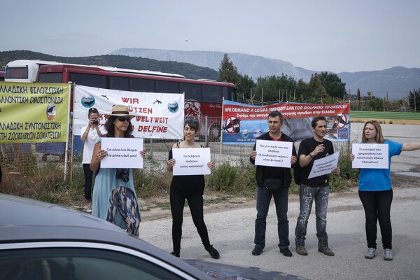 «Δελφίνια μόνο στους ωκεανούς» - Διαμαρτυρία στο Αττικό Ζωολογικό Πάρκο
