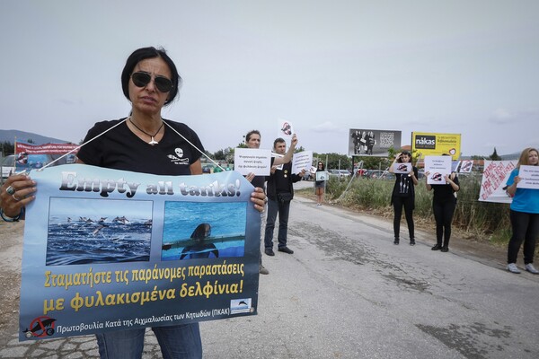 «Δελφίνια μόνο στους ωκεανούς» - Διαμαρτυρία στο Αττικό Ζωολογικό Πάρκο