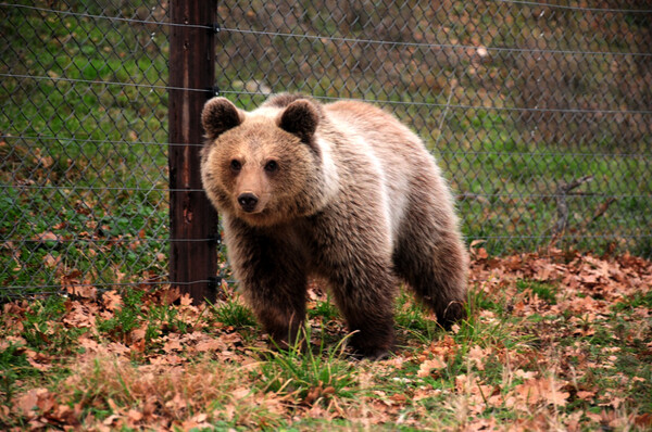 Αρκούδα εντοπίστηκε νεκρή στο Βροντερό Φλώρινας