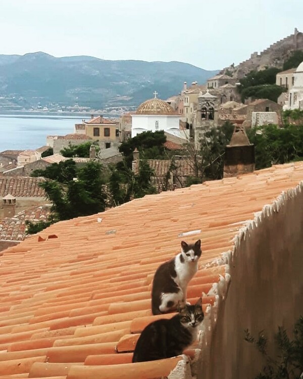 30 νέες φωτογραφίες απ' τα τέλεια ζώα των αναγνωστών μας