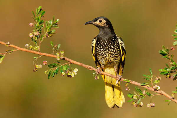 How an endangered Australian songbird is forgetting its love songs