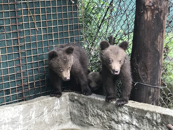 Πέντε ορφανά αρκουδάκια βρίσκονται πλέον στο καταφύγιο του Αρκτούρου