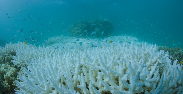 Η Αυστραλία δίνει 500 εκατ. δολάρια για να σώσει τον Μεγάλο Κοραλλιογενή Υφάλο που πεθαίνει ταχύτατα
