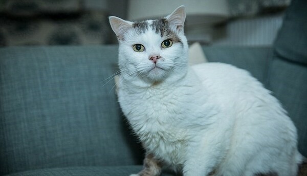 Γάτος έσωσε τη ζωή της ιδιοκτήτριάς του - Ανακηρύχθηκε μετά θάνατον «Γάτος της Χρονιάς»