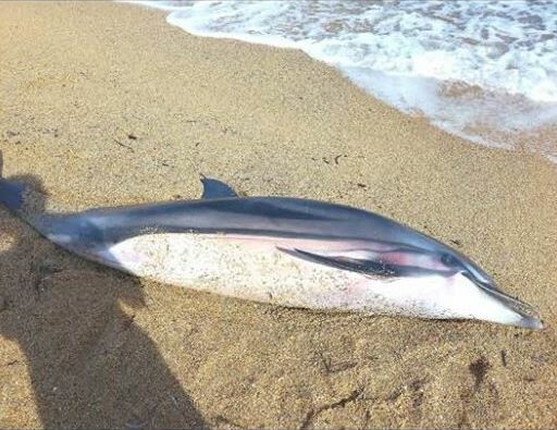 Ετοιμοθάνατο δελφίνι εκβράστηκε σε παραλία της Χαλκιδικής και πέθανε λίγο αργότερα