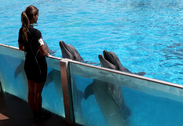 Πρόστιμο στο Αττικό Ζωολογικό Πάρκο - Ακτιβιστές για τα δικαιώματα των ζώων διέκοψαν την παράσταση με τα δελφίνια