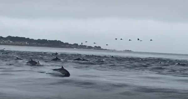 Σπάνιο βίντεο καταγράφει το μοναδικό κυνήγι εκατοντάδων δελφινιών