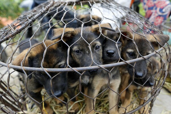 Το Βιετνάμ ζητά από τους κατοίκους του Ανόι να σταματήσουν να τρώνε κρέας σκύλου και γάτας