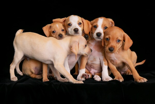Οι 12 φωτογραφίες που βραβεύτηκαν με τα πιο όμορφα σκυλιά της χρονιάς