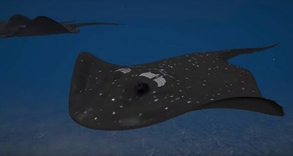 Στην Τουρκία φτιάχνουν υποβρύχιο drone «σαλάχι» που δεν ανιχνεύεται - Το νέο όπλο είναι θανάσιμο και υπερσύγχρονο