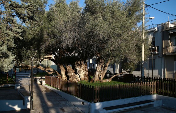 Η Ελιά του Πεισίστρατου στους Αγίους Αναργύρους: Ένα δέντρο ηλικίας 2.500 ετών (Εικόνες)