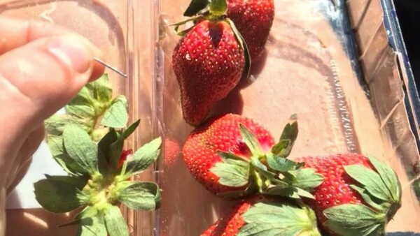 Καρφίτσες και βελόνες κρυμμένες σε φράουλες - Πανικός από επικίνδυνο μποϊκοτάζ στην Αυστραλία