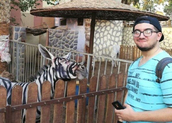 Ζωολογικός κήπος στην Αίγυπτο κατηγορείται πως έβαψε ένα γαϊδούρι για να μοιάζει με ζέβρα
