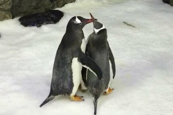 Ο Μάτζικ και ο Σφεν, το ομόφυλο ζευγάρι πιγκουίνων, έχει πλέον παιδί