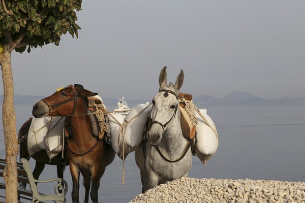 Μικρό ταξίδι στην Ύδρα που δεν σε απογοητεύει ποτέ