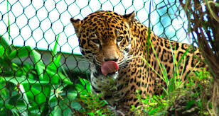 Τζάγκουαρ κατάφερε να ξεφύγει και να σκοτώσει άλλα ζώα σε ζωολογικό κήπο της Νέας Ορλεάνης