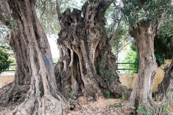 Αυτό το δέντρο παραμένει ζωντανό από τη Ναυμαχία της Σαλαμίνας μέχρι σήμερα