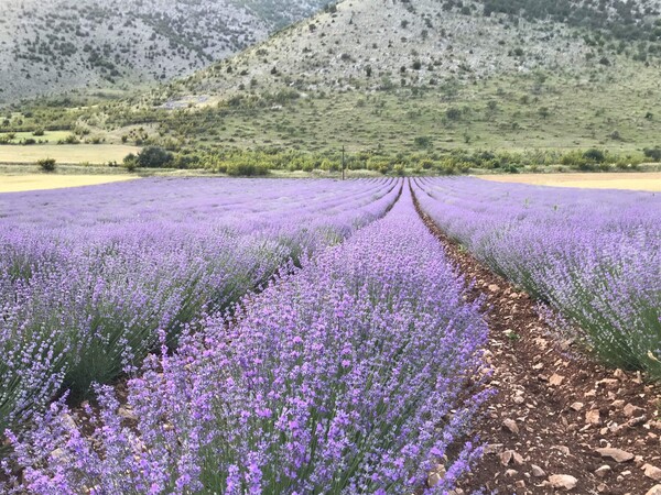 Λάζαρος Σεμερτζίδης: Αυτός είναι ο καλύτερος Έλληνας νέος αγρότης για το 2018