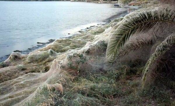 Πώς δημιουργήθηκε το τεράστιο πέπλο ιστού αράχνης στο Αιτωλικό