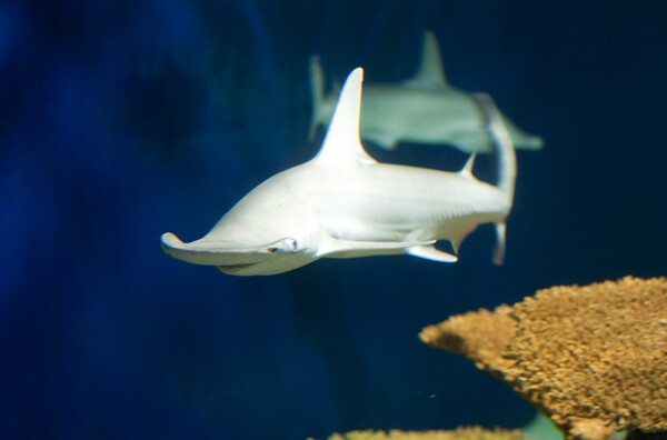 Η μεγάλη ανατροπή για τους καρχαρίες - Βρέθηκε το πρώτο είδος που είναι παμφάγο και τρώει φύκη
