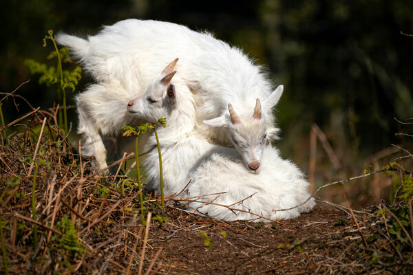 Welsh goat population rockets after Covid cancels contraception drive