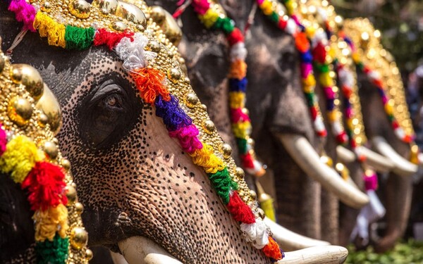Οι θλιβερές ζωές των ελεφάντων της Κεράλα - Γιατί ξαφνικά πεθαίνουν όλο και περισσότεροι