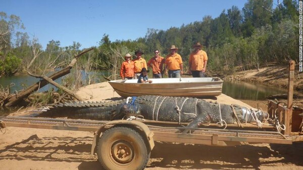 Τεράστιος κροκόδειλος στην Αυστραλία - Τον έπιασαν μετά από οκτώ χρόνια αναζήτησης